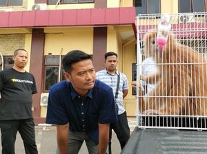 Lutung Jawa Berbulu Emas Diamankan dari Warga Probolinggo