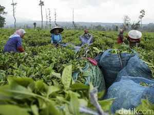 RI Ternyata Produsen Teh Terbesar Kedelapan di Dunia RI Ternyata Produsen Teh Terbesar Kedelapan di Dunia