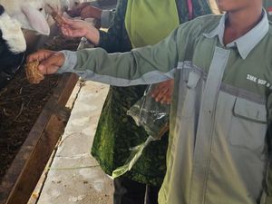 Dosen IPB Sulap Limbah Kangkung Jadi Alternatif Pakan Ternak Dosen IPB Sulap Limbah Kangkung Jadi Alternatif Pakan Ternak