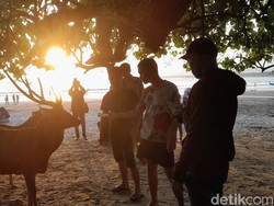 Pager Laut Taman Wisata Pangandaran Jebol, Rusa-Rusa Berkeliaran di Area Wisatawan Pager Laut Taman Wisata Pangandaran Jebol, Rusa-Rusa Berkeliaran di Area Wisatawan