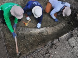 Fosil Gajah Purba Raksasa Utuh Ditemukan di Nganjuk Fosil Gajah Purba Raksasa Utuh Ditemukan di Nganjuk