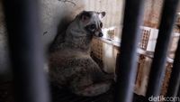 Warga Malang Cuan Jutaan Rupiah dari Ternak Musang