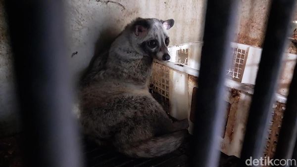Warga Malang Cuan Jutaan Rupiah dari Ternak Musang
