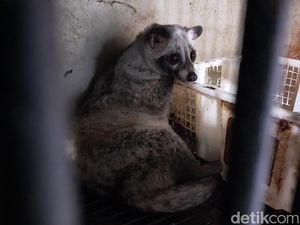 Warga Malang Cuan Jutaan Rupiah dari Ternak Musang Warga Malang Cuan Jutaan Rupiah dari Ternak Musang