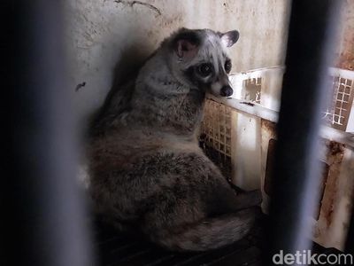 Warga Malang Cuan Jutaan Rupiah dari Ternak Musang