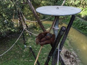 Edukasi Perlindungan Satwa Melalui Orangutan Haven di Deli Serdang