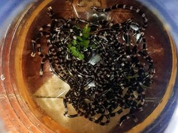 Hiii! Puluhan Ular Weling Bersarang di Saluran Air Musala Pereng Klaten