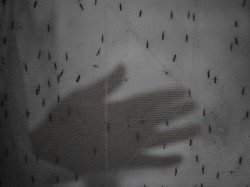 Kafe Nuansa Klasik yang Suguhkan Mini Zoo-Playground