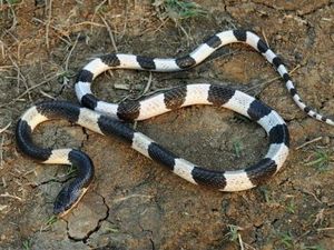 7 Cara Mengusir Ular Alami, Tidak Perlu Garam