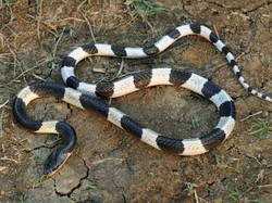 7 Cara Mengusir Ular Alami, Tidak Perlu Garam