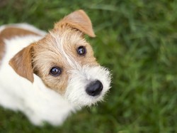 Anjing dengan Mata Berwarna Cokelat Dianggap Lebih Ramah, Mengapa?