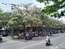 Cantiknya Bunga Tabebuya Bermekaran di Kawasan Pasar Gede Solo