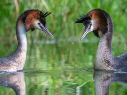 Mari Berkenalan dengan Burung Abad Ini: Puteketeke