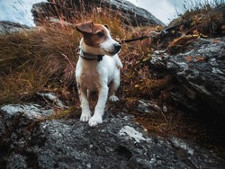 Pendaki yang Hilang Berbulan-bulan Ditemukan Tewas, Anjingnya Setia Menemani