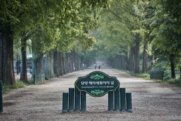 Jalan Metasequoia /Foto: visitkorea.or.kr m