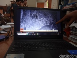 3 Macan Tutul Jawa Ditemukan di Gunung Ciremai