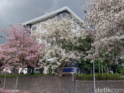 Tabebuya di Kota Malang Bermekaran, Jadi Spot Foto Dadakan