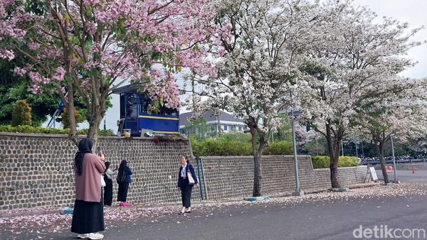 Potret Indahnya Tabebuya Bermekaran di Kota Malang