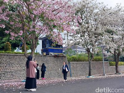 Potret Indahnya Tabebuya Bermekaran di Kota Malang