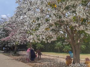 Mirip Sakura! Cantiknya Tabebuya Bermekaran di Baleendah, Kini Jadi Spot Selfie