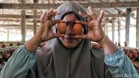 Ayam Petelur, Ladang Cuan Warga Desa Tritiro