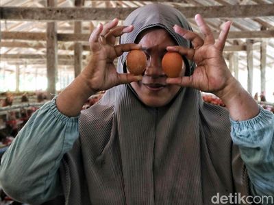 Ayam Petelur, Ladang Cuan Warga Desa Tritiro
