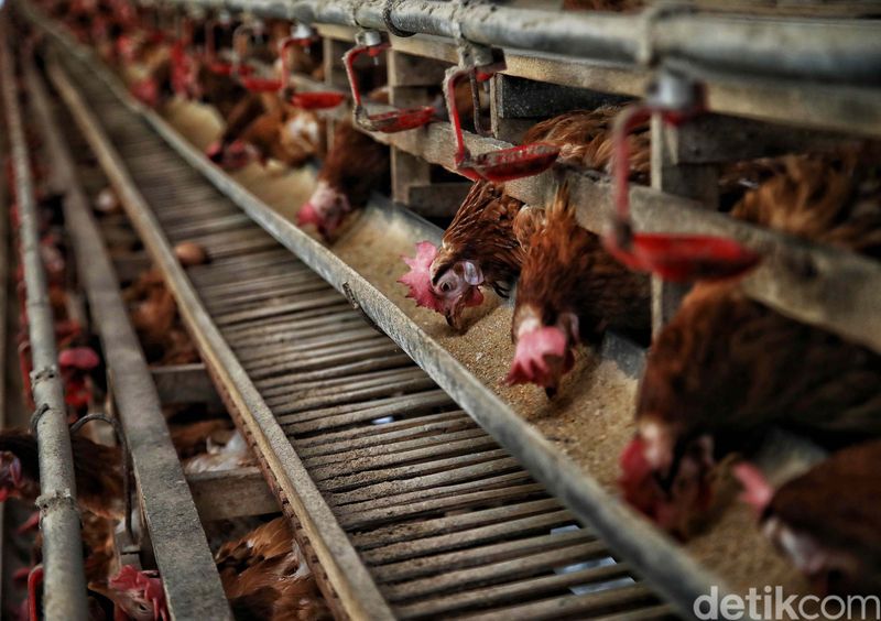Bisnis ayam petelur ternyata menjadi ladang cuan yang menjanjikan. Seperti kisah Rosmina (49) yang mampu meraup untung jutaan rupiah per hari.