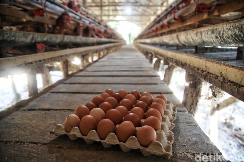 Bisnis ayam petelur ternyata menjadi ladang cuan yang menjanjikan. Seperti kisah Rosmina (49) yang mampu meraup untung jutaan rupiah per hari.