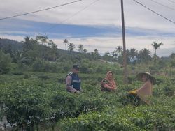 Strategi Bripka Adi Syafnur Bikin Warga Beralih dari Tanam Ganja ke Palawija