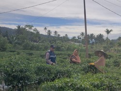 Strategi Bripka Adi Syafnur Bikin Warga Beralih dari Tanam Ganja ke Palawija