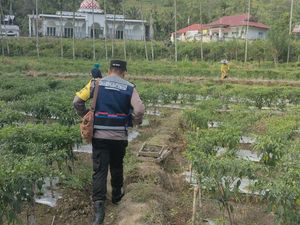 Kisah Bripka Adi Ajak Warga Nagan Raya Beralih dari Tanam Ganja ke Palawija