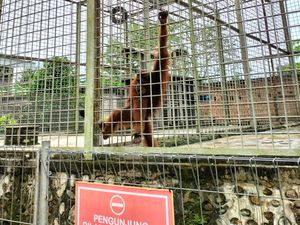 Central Park Zoo & Resort: Tiket Masuk, Alamat, dan Fasilitas Central Park Zoo & Resort: Tiket Masuk, Alamat, dan Fasilitas