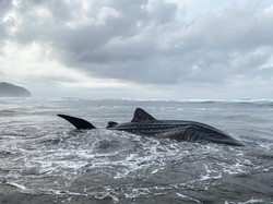 Hiu Tutul 5 Meter Terdampar di Jogja dan Tak Terselamatkan