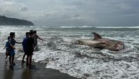 Hiu Tutul Mati Terdampar di Parangtritis Jadi Tontonan Warga