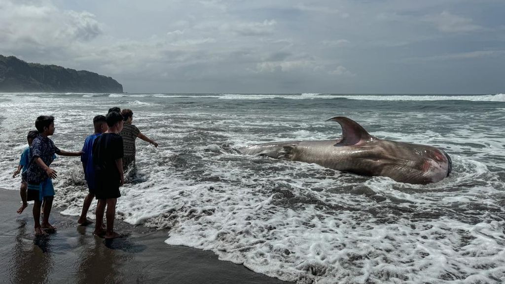 Hiu Tutul Mati Terdampar di Parangtritis Jadi Tontonan Warga Hiu Tutul Mati Terdampar di Parangtritis Jadi Tontonan Warga