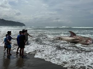 Hiu Tutul Mati Terdampar di Parangtritis Jadi Tontonan Warga Hiu Tutul Mati Terdampar di Parangtritis Jadi Tontonan Warga
