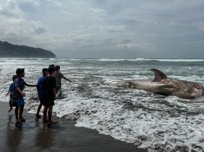 Hiu Tutul Mati Terdampar di Parangtritis Jadi Tontonan Warga