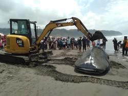 Dibantu Alat Berat, Bangkai Hiu Tutul Terdampar di Parangtritis Akhirnya Dikubur
