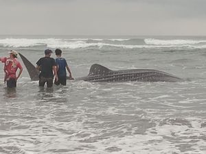 Hiu Tutul 5 Meter Mati Terdampar di Pantai Parangtritis