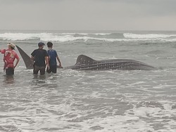 Hiu Tutul 5 Meter Mati Terdampar di Pantai Parangtritis