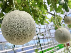 Konsumsi 5 Buah Ini Bisa Redakan Sakit Kepala