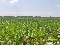 Petani Surati Jokowi Tolak Pasal Pertembakauan dalam Aturan Pengetatan Rokok