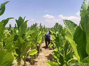 Petani Khawatir Pengetatan Aturan Rokok Bisa Berdampak ke Tenaga Kerja