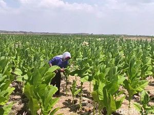 Asosiasi Petani Tembakau Jatim Tolak Kenaikan Cukai Asosiasi Petani Tembakau Jatim Tolak Kenaikan Cukai