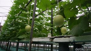 Potret Kebun Melon Petani Milenial di Purbalingga