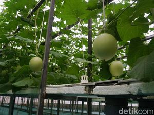 Potret Kebun Melon Petani Milenial di Purbalingga