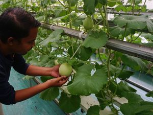 Dulu Dosen UNS & Kini Jadi Petani Beromset Puluhan Juta, Simak Cerita Bowo
