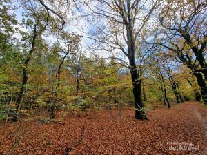 Menikmati Suasana Hutan Kozakkenput Saat Musim Gugur Menikmati Suasana Hutan Kozakkenput Saat Musim Gugur