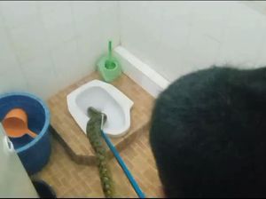 Ular Sanca 1,5 Meter Masuk Kloset Rumah di Bogor, Damkar Evakuasi