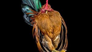 Begini Jika Si Ayam Bergaya Foto Bak Model, Keren Juga